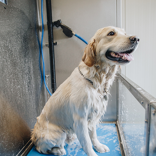 Hond in de dogwash van Pro Carwash Epe