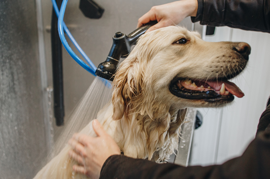 Hond wordt gewassen in de dogwash