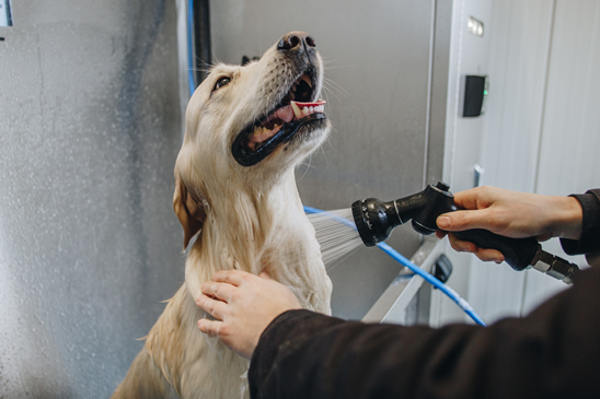 Hond geniet van de wasbeurt