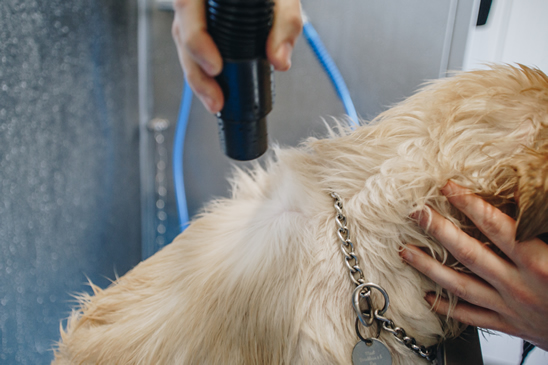 Hond wordt geföhnd in de dogwash